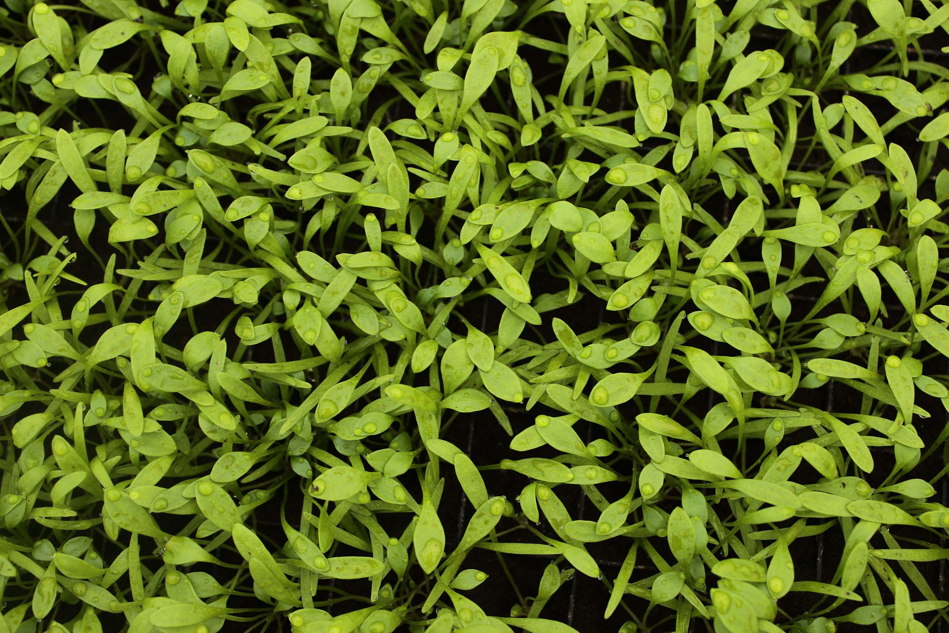 10 Weeds that Heal
